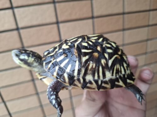 フロリダハコガメ（甲長約9cm）24CB 多甲板 メス - 画像 (9)