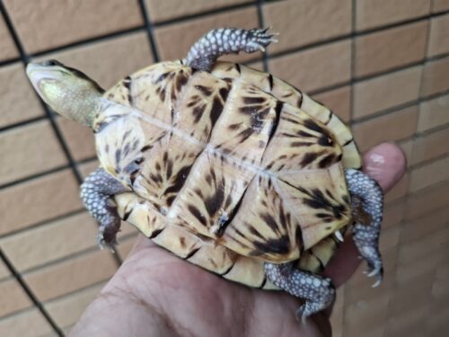 フロリダハコガメ（甲長約9cm）24CB 多甲板 メス - 画像 (12)