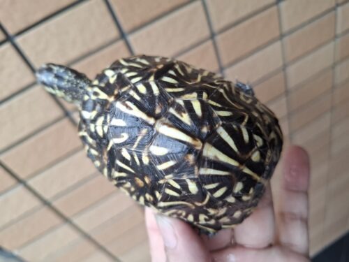 フロリダハコガメ（甲長約9cm）24CB 多甲板 メス - 画像 (10)