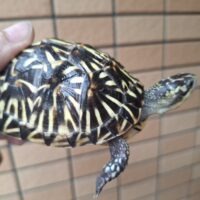 フロリダハコガメ（甲長約9cm）24CB 多甲板 メス