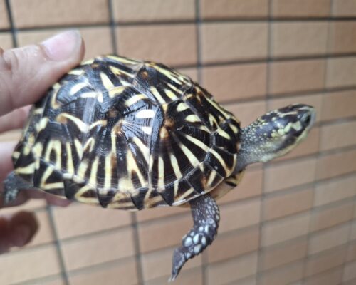 フロリダハコガメ（甲長約9cm）24CB 多甲板 メス