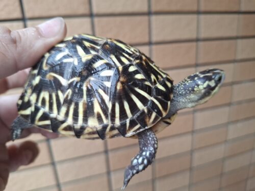 フロリダハコガメ（甲長約9cm）24CB 多甲板 メス - 画像 (4)