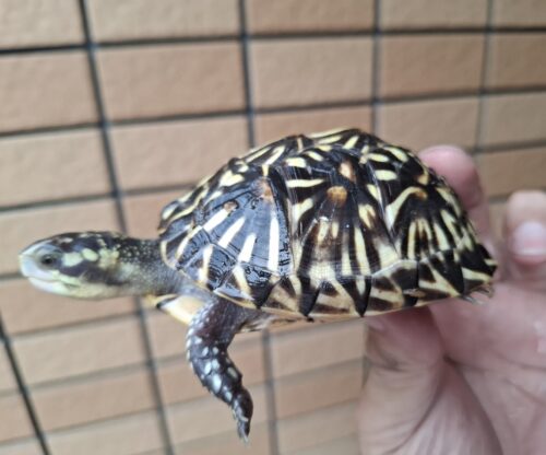 フロリダハコガメ（甲長約9cm）24CB 多甲板 メス - 画像 (3)