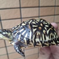 フロリダハコガメ（甲長約9cm）24CB 多甲板 メス