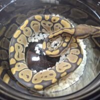 ボールパイソン（ゴースト）25CB メス