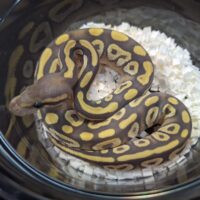 ボールパイソン（ファントムゴースト）25CB オス