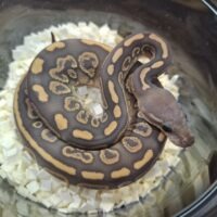 ボールパイソン（ブラックパステルハリケーンゴースト）25Cb メス