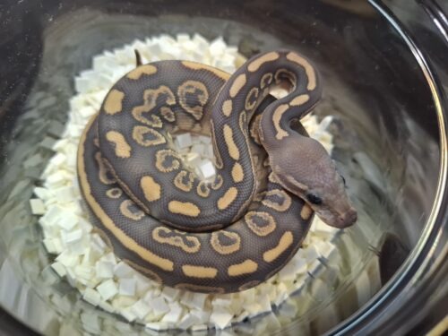 ボールパイソン（ブラックパステルハリケーンゴースト）25Cb メス
