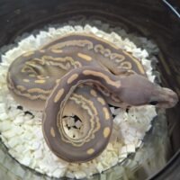 ボールパイソン（ブラックパステルファントムゴーストpossハリケーン）25Cb メス