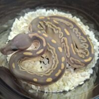 ボールパイソン（ブラックパステルファントムゴーストpossハリケーン）25Cb メス