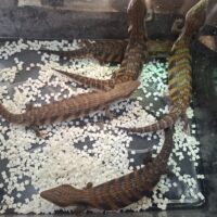 キタアオジタトカゲ（キャラメル）25CB