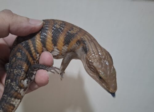 キタアオジタトカゲ（キャラメル）25CB - 画像 (8)