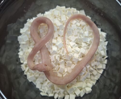 コーンスネーク（ブリザード）25CB （エサ食い良好） - 画像 (7)
