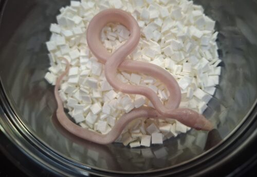 コーンスネーク（ブリザード）25CB （エサ食い良好） - 画像 (8)