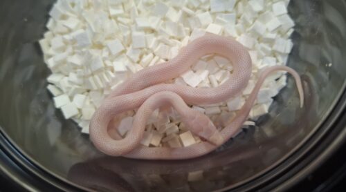 コーンスネーク（ブリザード）25CB （エサ食い良好） - 画像 (4)