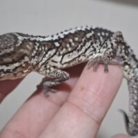 ソメワケササクレヤモリ(ブラックタイプ)オス