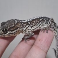 ソメワケササクレヤモリ(ブラックタイプ)オス