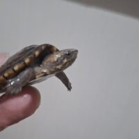 ハナナガドロガメ(25CB)