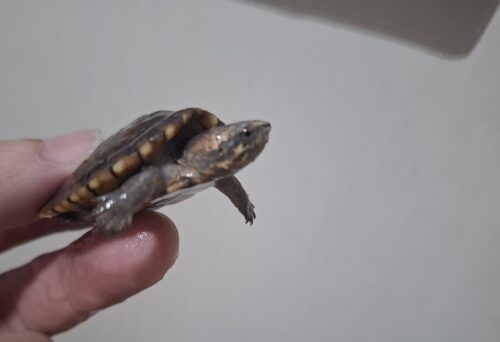 ハナナガドロガメ（25CB）