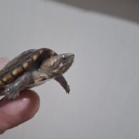 ハナナガドロガメ(25CB)