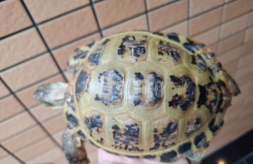 ロシアリクガメ（甲長約15cm）ペア - 画像 (3)