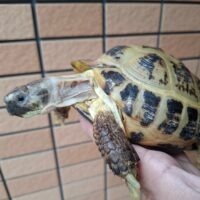 ロシアリクガメ（甲長約15cm）ペア