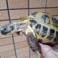 ロシアリクガメ（甲長約15cm）ペア