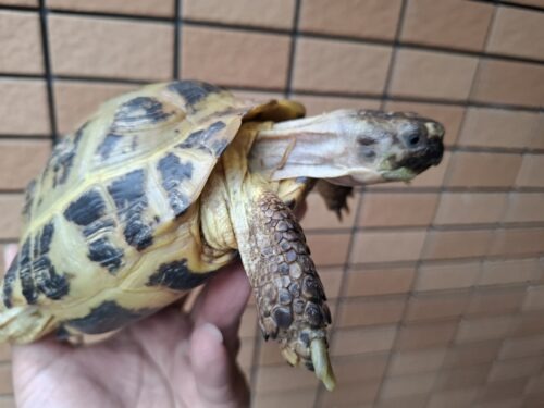 ロシアリクガメ（甲長約15cm）ペア - 画像 (6)