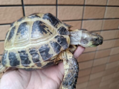 ロシアリクガメ（甲長約15cm）ペア - 画像 (10)