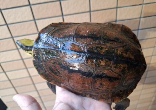 ミスジハコガメ（広東フォーム）オス17cm（尾先切れ）、メス18,5cm　CBペア - 画像 (5)