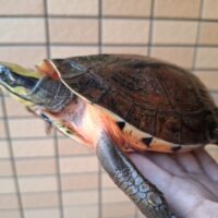 ミスジハコガメ(広東フォーム)オス17cm(尾先切れ)、メス18,5cm CBペア