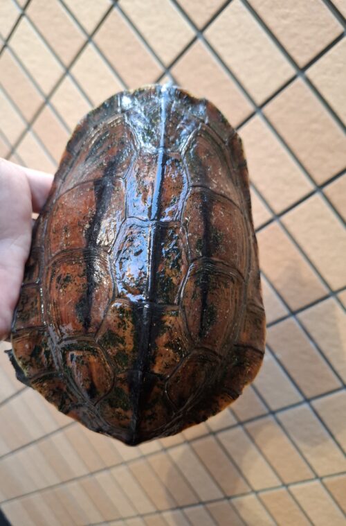 ミスジハコガメ（広東フォーム）オス17cm（尾先切れ）、メス18,5cm　CBペア - 画像 (9)