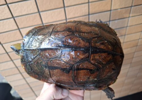 ミスジハコガメ（広東フォーム）オス17cm（尾先切れ）、メス18,5cm　CBペア - 画像 (12)