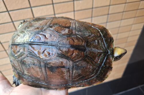 ミスジハコガメ（広東フォーム）オス17cm（尾先切れ）、メス18,5cm　CBペア - 画像 (17)