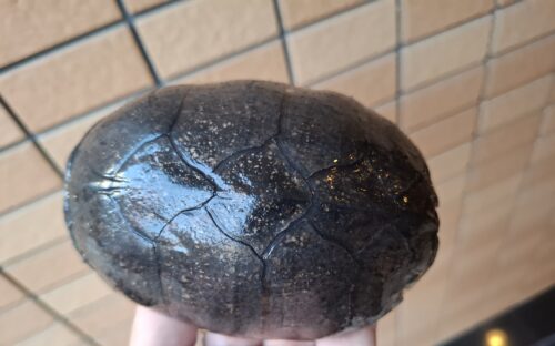 ミシシッピニオイガメ（甲長約11,5cm）WCメス　甲欠け - 画像 (4)