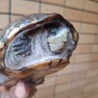 ミシシッピニオイガメ(甲長約11,5cm)WCメス 甲欠け