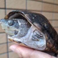 ミシシッピニオイガメ(甲長約11,5cm)WCメス 甲欠け