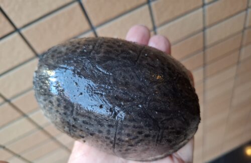 ミシシッピニオイガメ（甲長約10,5cm）WCオス　甲欠け - 画像 (5)