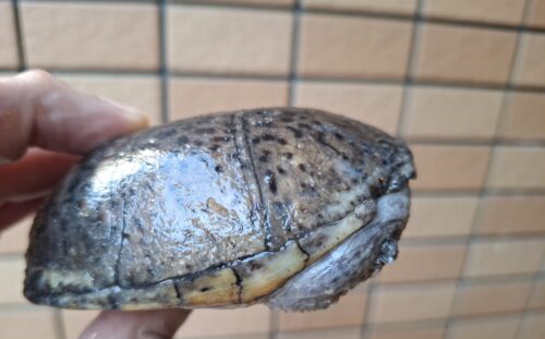 ミシシッピニオイガメ（甲長約10,5cm）WCオス　甲欠け - 画像 (6)