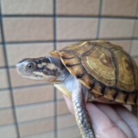 ガルフコーストハコガメ(甲長約9cm)親極美