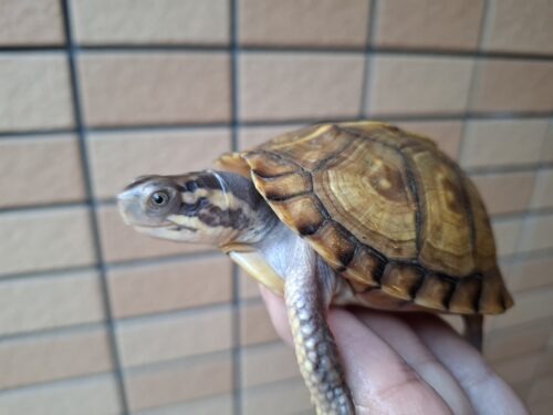ガルフコーストハコガメ（甲長約9cm）親極美