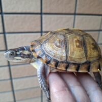 ガルフコーストハコガメ(甲長約9cm)親極美