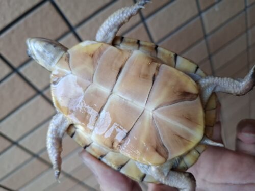 ガルフコーストハコガメ（甲長約9cm）親極美 - 画像 (8)
