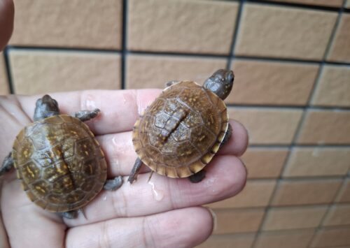 ミツユビハコガメ（25CB）餌付済 - 画像 (10)