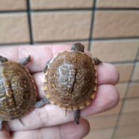 ミツユビハコガメ(25CB)餌付済
