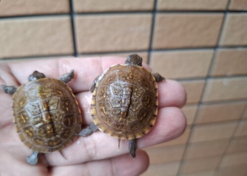 ミツユビハコガメ（25CB）餌付済