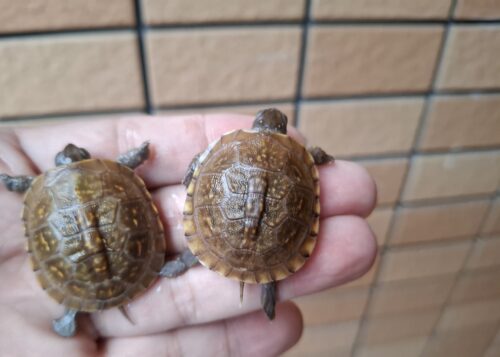 ミツユビハコガメ（25CB）餌付済 - 画像 (2)