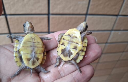 ミツユビハコガメ（25CB）餌付済 - 画像 (12)