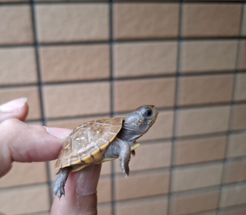 ミツユビハコガメ（25CB）餌付済 - 画像 (6)