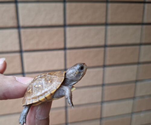 ミツユビハコガメ（25CB）餌付済 - 画像 (3)